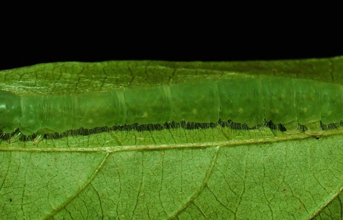  Fig. 4 Adulto <i>Epitausa dilina</i>, vista dorsal. mide 40mm. Tangelo, Sector Del Oro, 410m. 93-SRNP-4389-DHJ26056.jpg