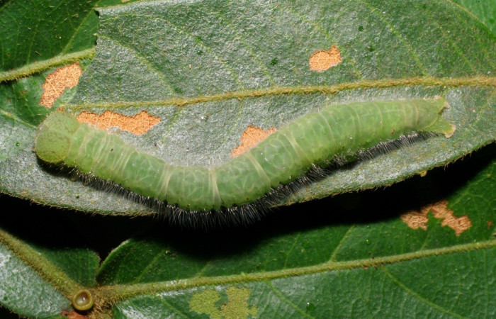  Fig. 5 larva <i>Epitausa dilina</i>, vista dorsal. mide 40mm. Tangelo, Sector Del Oro, 410m. 07-SRNP-59596-DHJ429232.jpg