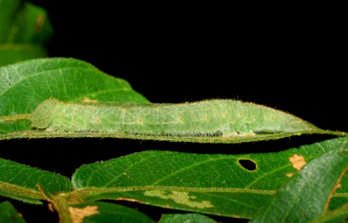  Fig. 6 larva <i>Epitausa dilina</i>, vista dorsal. mide 40mm. Tangelo, Sector Del Oro, 410m. 07-SRNP-59596-DHJ429231.jpg