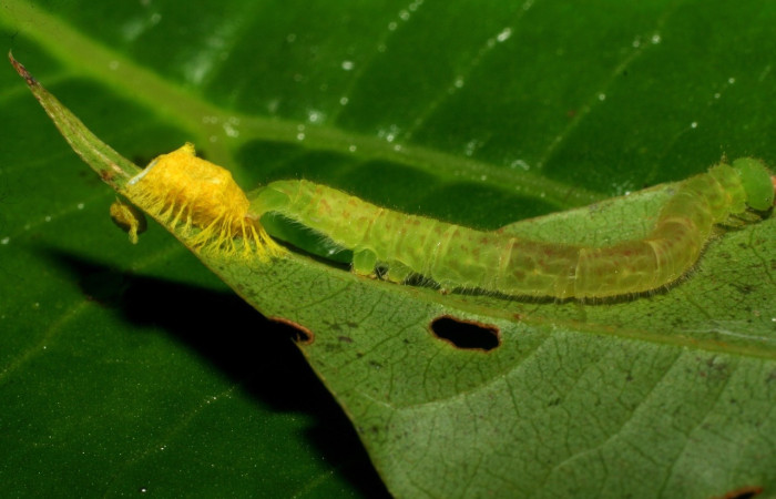 Fig. 7 larva <i>Epitausa dilina</i>, vista dorsal. mide 40mm. Tangelo, Sector Del Oro, 410m. 07-SRNP-32718-DHJ426981.jpg