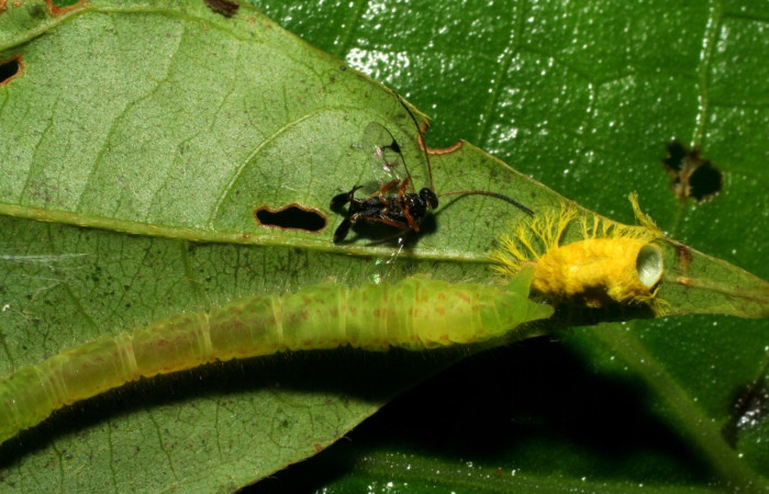  Fig. 8 larva <i>Epitausa dilina</i>, vista dorsal. mide 40mm. Tangelo, Sector Del Oro, 410m. 07-SRNP-32718-DHJ426983.jpg.