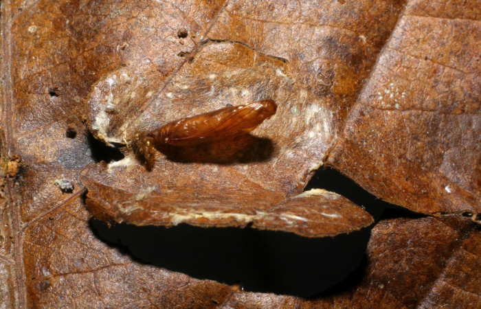 Fig 7. Capullo de larva <i>Leucochromodes</i> melusinalisDHJ01,  tamaño de 20 mm de largo imagen de Santa Rosa.   Voucher 08-SRNP-32804-DHJ452338.jpg.