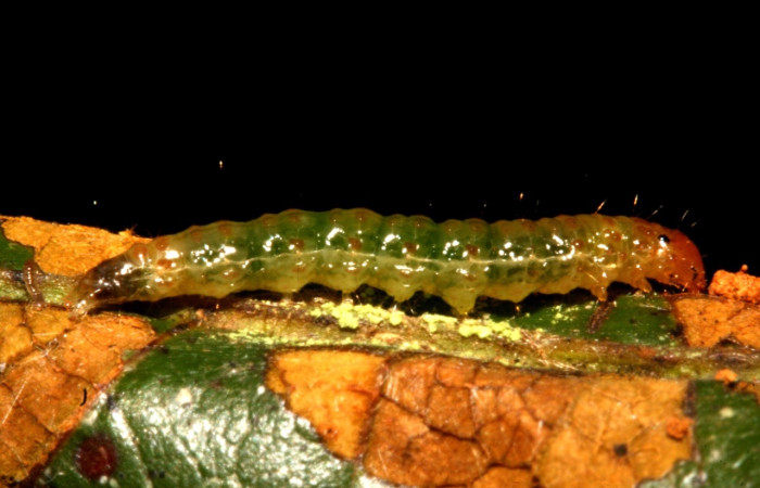Fig 4. Larva <i>Leucochromodes</i> melusinalisDHJ01 vista dorsal derecho, en último estadio, con 15 mm de largo, Estación Biológica Caribe, planta hospedera Uncaria tomentosa.   Voucher 11-SRNP-40719-DHJ482755.jpg.