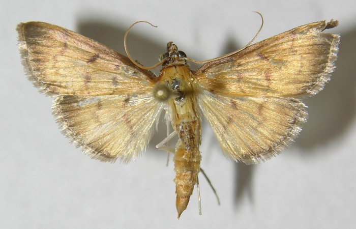 fig 8. Adulto <i>Leucochromodes</i> melusinalisDHJ01. Vista dorsal, 23 mm en alas abiertas.   Voucher 12-SRNP-44068-DHJ568790.