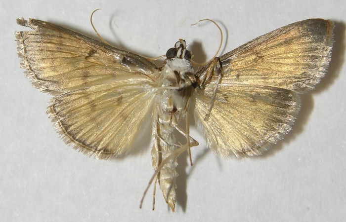 Fig 9. Adulto <i>Leucochromodes</i> melusinalisDHJ01. Vista ventral, 23 mm en alas abiertas.   Voucher 12-SRNP-44068-DHJ568791.  