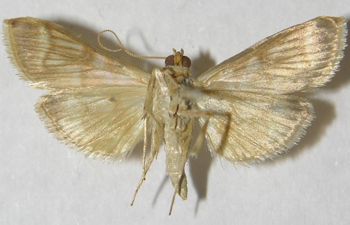 Fig 10. Adulto <i>Leucochromodes</i> melusinalisDHJ01. Vista ventral, 20 mm en alas abiertas.   Voucher12-SRNP-68332-DHJ568793.