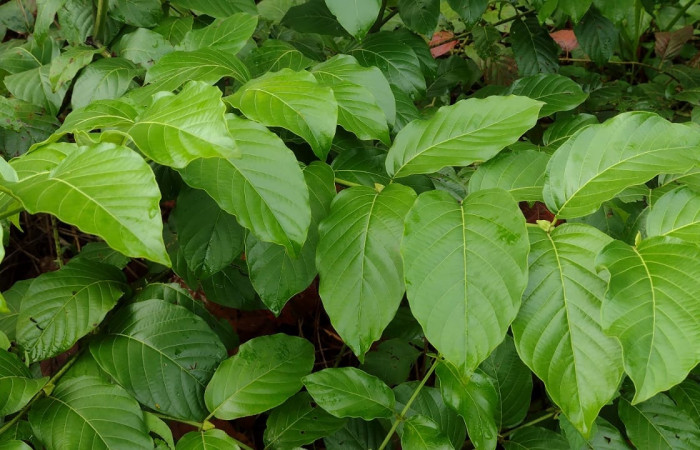 Fig 5. Planta Uncaria tomentosa; especie de  planta hospedera de larva <i>Leucochromodes</i> melusinalisDHJ01, es de tronco leñoso , y trepador que sobrepasa los 40 metros longitud y alcanzan 20 metros de altura, hojas opuestas ovaladas. Estación Llanura, foto tomada 05/17/ 2024 Cirilo Umaña  D  