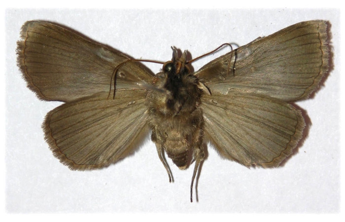 Figura 11. Adulto <i>Athyrma romacki</i> (Erebidae). Posición ventral. Área de Conservación Guanacaste, Sector Santa Rosa. 05-SRNP-31344-DHJ312969.