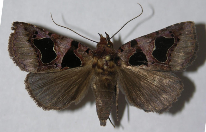 Figura 10. Adulto <i>Athyrma romacki</i> (Erebidae). Posición dorsal. Área de Conservación Guanacaste, Sector Santa Rosa. 13-SRNP-30819-DHJ597372.