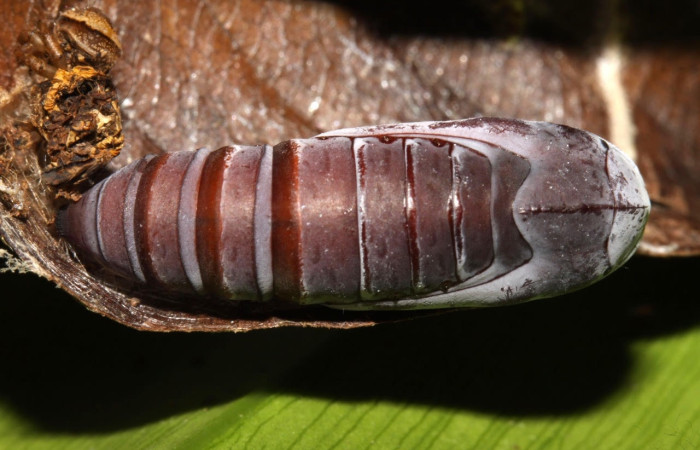 Figura 9. Pupa de <i>Athyrma romacki</i> (Erebidae). en la hoja de la planta <i>Davilla nítida</i> (Dilleniaceae). 13-SRNP-30819-DHJ701144.jpg.