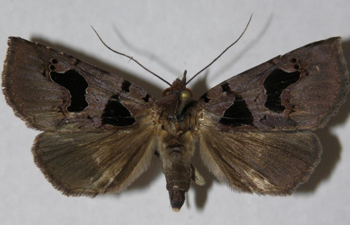 Figura 15. Adulto <i>Athyrma fakahatchee</i> (Erebidae). Posición dorsal. Área de Conservación Guanacaste, Sector Santa Rosa. 14-SRNP-70385-DHJ598156.