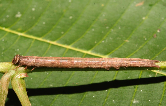 Figura 14. Larva <i>Athyrma fakahatchee</i> (Erebidae). Posición lateral entero en la hoja de la planta <i>Vitis tiliifolia</i> (Vitaceae). 14-SRNP-70385-DHJ722148.jpg.