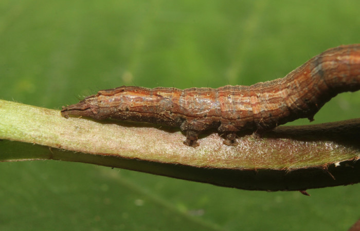 Figura 5. Larva <i>]Athyrma romacki</i> (Erebidae). Posición lateral cola en la hoja de la planta <i>Doliocarpus multiflorus</i> (Dilleniaceae). 18-SRNP-70403-DHJ741762.jpg.