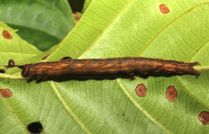 Figura 7. Larva <i>Athyrma romacki</i> (Erebidae). Posición lateral entero en la hoja de la planta <i>Doliocarpus multiflorus</i> (Dilleniaceae). 18-SRNP-70403-DHJ741791.jpg.