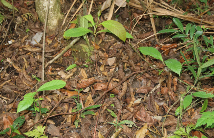 Figura 16. Planta <i>Doliocarpus multiflorus</i> (Dilleniaceae), hospedero de <i>Athyrma romacki</i> (Erebidae). Foto. Ángel Hernández. Estación Biológica Wege.