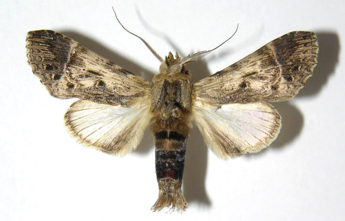 Figura 15. Adulto macho de <i>Xylodonta guarana</i>
(Notodontidae). Vista dorsal. Voucher05-SRNP-66561-DHJ334508.