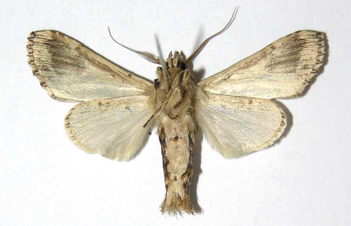 Figura 16. Adulto macho de <i>Xylodonta guarana</i> (Notodontidae). Vista ventral. Voucher 05-SRNP-66561-DHJ334509.