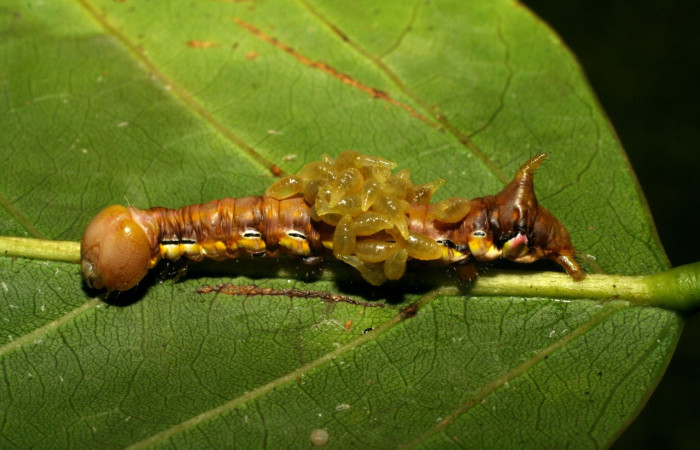  Figura 9. <i>Xylodonta guarana</i> (Notodontidae)con larvas de avispas, parásito <i>Euplectrus hugokonsi</i>. voucher 07-SRNP-58948-DHJ428956.