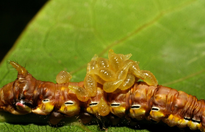 Figura 10. <i>Xylodonta guarana</i> (Notodontidae)con larvas de avispas, parásito <i>Euplectrus hugokonsi</i> de la familia Eulophidae. Vista lateral. Voucher, 07-SRNP-58948-DHJ428961.