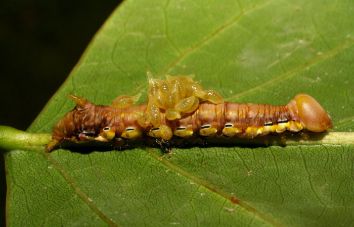 Figura 11. <i>Xylodonta guarana</i> (Notodontidae) con larvas de avispas, parásito <i>Euplectrus hugokonsi</i> de la familia Eulophidae. Vista lateral. Voucher 07-SRNP-58948-DHJ428968.