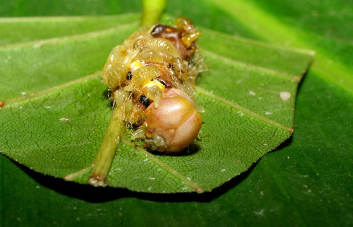 Figura 12. <i>Xylodonta guarana</i> (Notodontidae)con larvas de avispas, parásito <i>Euplectrus hugokonsi</i> de la familia Eulophidae. Voucher 07-SRNP-58948-DHJ433798.
