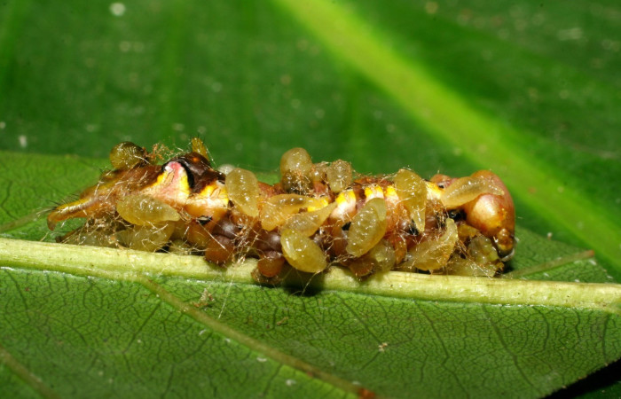 Figura 13. <i>Xylodonta guarana</i> (Notodontidae) con larvas de avispas, parásito <i>Euplectrus hugokonsi</i> de la familia Eulophidae. Vista lateral. Voucher, 07-SRNP-58948-DHJ433799.