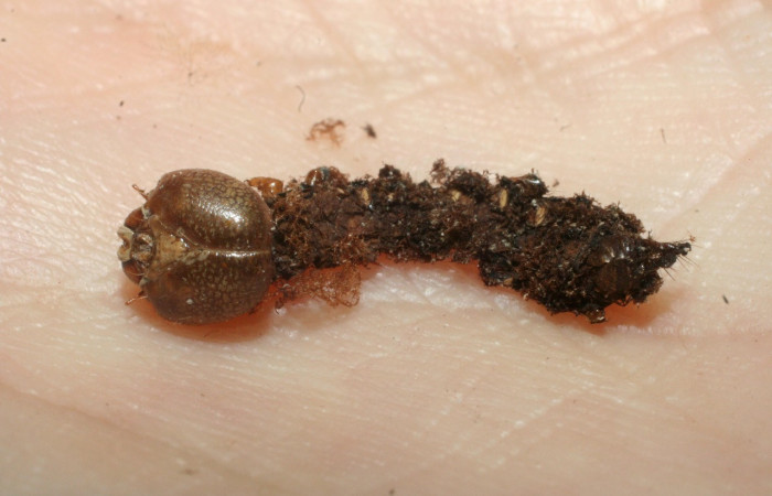 Figura 14. Restos de larva <i>Xylodonta guarana</i> (Notodontidae), que fue parasitada por <i>Euplectrus hugokonsi</i> (Eulophidae). Voucher 07- SRNP-58948-DHJ462044.