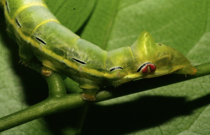 Figura 5. <i>Xylodonta guarana</i> (Notodontidae). Vista lateral. Voucher 08-SRNP-21930-DHJ438309.