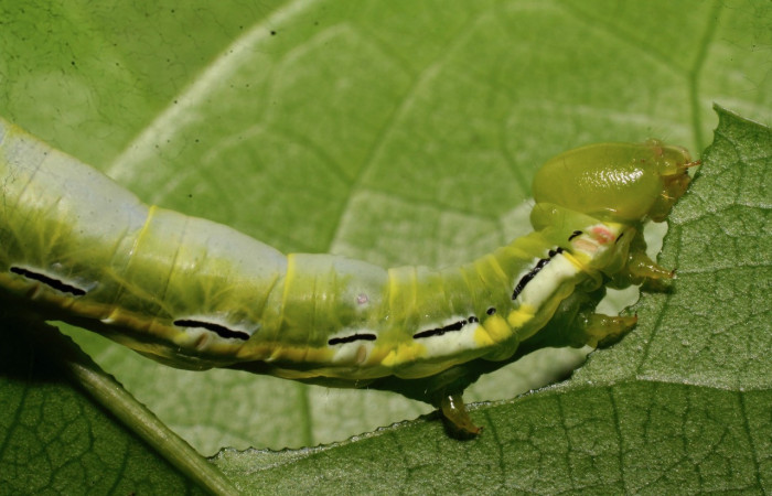 Figura 1. <i>Xylodonta guarana</i> (Notodontidae). Vista lateral. Voucher. 08-SRNP-21930- DHJ438312.