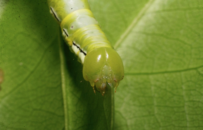 Figura 2. <i>Xylodonta guarana</i> (Notodontidae). Vista frontal. Voucher 08- SRNP-21930-DHJ438314.