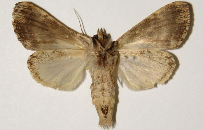 Figura 18. Adulto de <i>Xylodonta guarana</i> (Notodontidae). Vista dorsal. Voucher, 96-SRNP-10159-DHJ300661.