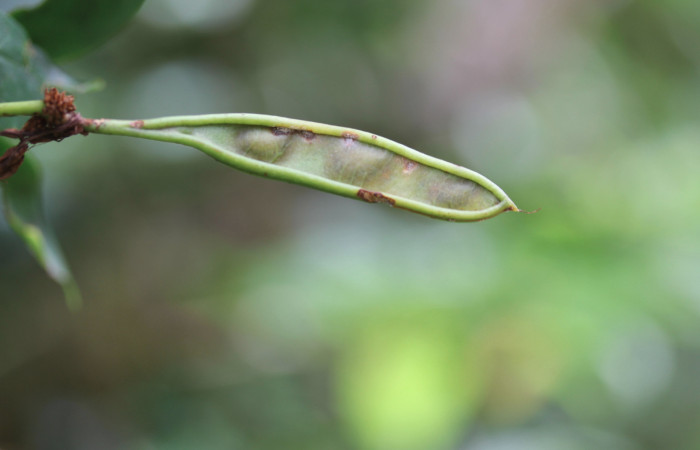 Fig.1   Vainas inmaduros y maduros característica de la familia Fabaceae  <i>Calliandra rhodocephala</i>, Estación Pitilla, Area Conservación Guanacaste. Foto : P.Rios, noviembre 2022