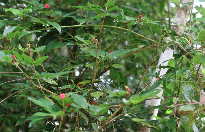 Fig.2   Hábito  <i>Calliandra rhodocephala</i>, Estación Pitilla, Area Conservación Guanacaste. Foto : P.Rios, noviembre 2022