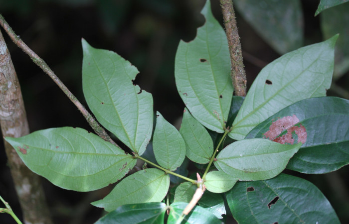 Fig.4 Hoja énves  <i>Calliandra rhodocephala</i>, Estación Pitilla,Area Conservación Guanacaste. Foto : P.Rios, noviembre 2022