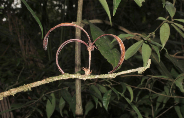 Fig.9  Vaina madura abierta  <i>Calliandra rhodocephala</i> Estación Pitilla,Area Conservación Guanacaste. Foto : P.Rios, noviembre 2022  