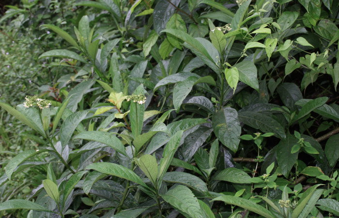 Fig.1 Habito de <i>Solanum rugosum</i>,  Estación Biológica Pitilla, Foto, Calixto Moraga, Abril 2020