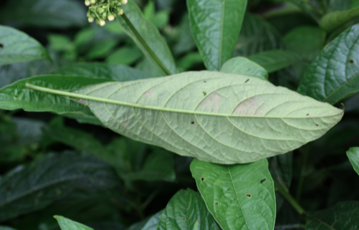 Fig.3 Hoja parte énves.<i>Solanum rugosum </i>, Estación Biológica Pitilla, Area de Conservación Guanacaste. Foto, Petrona Ríos, Abril 2019.