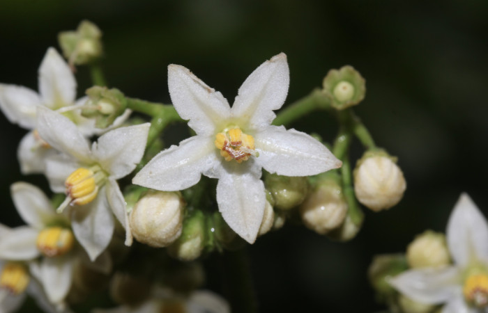 Figure.6 Anteras <i>Solanum rugosum </i>, Estación Biológica Pitilla, Area de Conservación Guanacaste. Foto, Petrona Ríos, Abril 2019.
