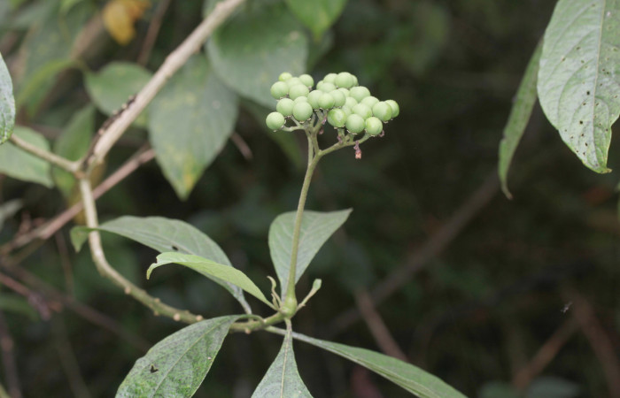 Fig.8 Posición de  frutos de <i>Solanum rugosum </i>, Estación Biológica Pitilla, Area de Conservación Guanacaste. Foto, Petrona Ríos,Noviembre 2019.
