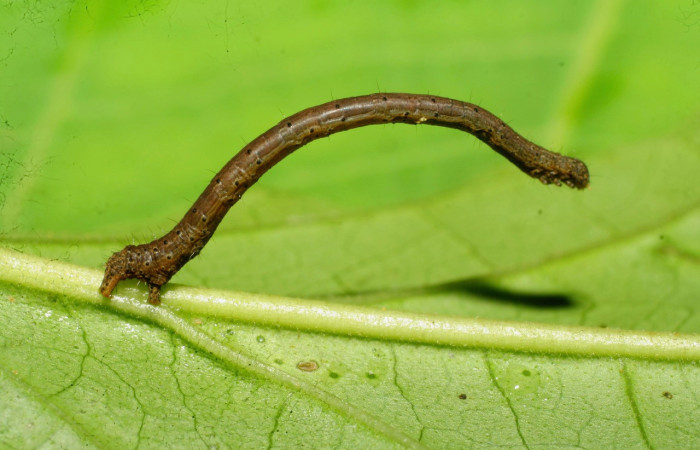 Figura 12. Larva <i>Pero</i> chapelaDHJ02 (Geometridae), penúltimo estadío (PU) vista lateral, localidad Pasmompa Sector Pitilla ACG (440m). Voucher: 08-SRNP-31419-DHJ440468.jpg.