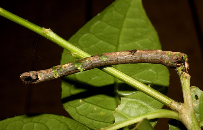 Figura 13. Larva <i>Pero</i> tabithaDHJ03 (Geometridae), último estadío (U) vista lateral, localidad Sendero Laguna Sector Pitilla ACG (680m). Voucher: 11-SRNP-30085-DHJ481340.jpg.