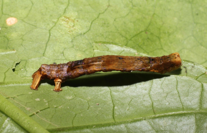 Figura 3. Larva <i>Pero dularia</i> (Geometridae), penúltimo estadío (PU) vista lateral, localidad Sendero Puertas Sector Del Oro ACG (400m). Voucher: 18-SRNP-21120-DHJ756107.jpg.