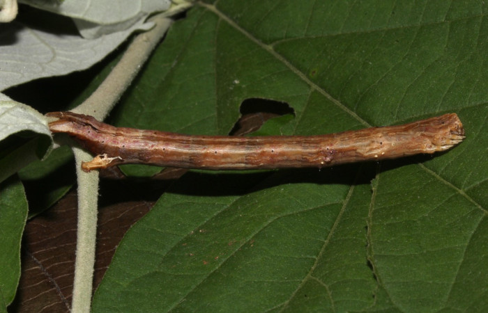 Figura 17. Larva <i>Pero</i> rosotaDHJ02 (Geometridae), último estadío (U) vista dorsal, localidad Sendero Memos Sector Pitilla ACG (740m). Voucher: 18-SRNP-30768-DHJ744449.jpg.