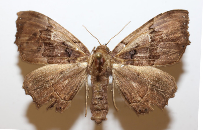 Figura 9. Adulto de <i>Pero dularia</i> (Geometridae), hembra vista dorsal, localidad Meteorologico Sector Del Oro ACG (590m). Voucher: 19-SRNP-20024-DHJ947066.jpg.