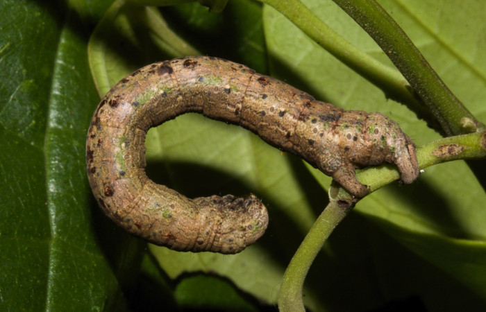 Figura 20. Larva <i>Pero</i> polygonariaDHJ04 (Geometridae), último estadío (U) vista lateral, localidad Ingas Sector Pitilla ACG (580m). Voucher: 19-SRNP-30414-DHJ749885.jpg.
