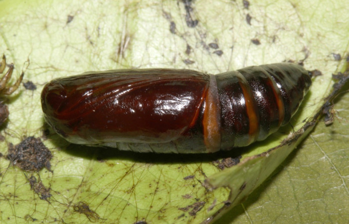 Figura 6. Pupa de <i>Pero dularia</i> (Geometridae), vista dorsal, localidad Sendero Naciente Sector Pitilla ACG (700m). Voucher: 19-SRNP-30488-DHJ764211.jpg.