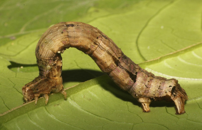 Figura 4. Larva <i>Pero dularia</i> (Geometridae), último estadío (U) vista dorsal, localidad Tamarindo Sector Rincon Rain Forest ACG (478m). Voucher: 19-SRNP-80216-DHJ753706.jpg.