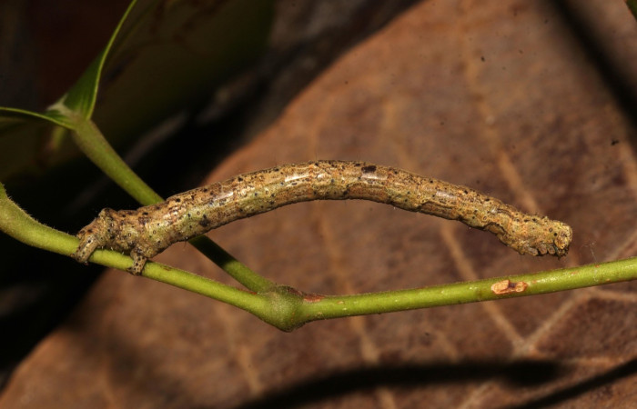 Figura 24. Larva <i>Pero</i> incisaDHJ01 (Geometridae), último estadío (U) vista lateral, localidad Casa Roberto Sector Pitilla ACG (520m). Voucher: 21-SRNP-30905-DHJ779914.jpg.