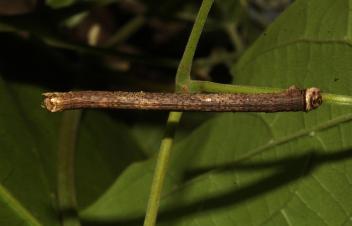 Figura 26. Larva <i>Pero jimenezaria</i> (Geometridae), último estadío (U) vista dorsal, localidad Pasmompa Sector Pitilla ACG (440m). Voucher: 21-SRNP-31383-DHJ787614.jpg.