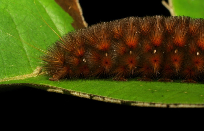 Fig.10 Larva <i>Sychesia naias</i>, (Erebidae), se alimenta  <i>Piptocarpha poeppigiana</i>, (Asteraceae), mostrando la parte trasero. Voucher: 07-SRNP-30927-DHJ419705.jpg.